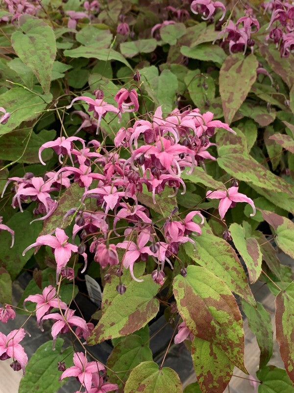 Image of Epimedium 'Crime Scene' taken at Juniper Level Botanic Gdn, NC by C. Hardison