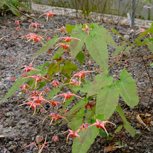 Image of Epimedium 'Cupid's Arrow' taken at Juniper Level Botanic Gdn, NC by JLBG