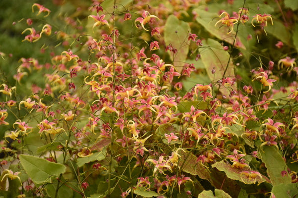 Image of Epimedium 'Dream Catcher' PP36549 taken at Juniper Level Botanic Gdn, NC by JLBG