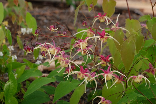 Image of Epimedium 'Flame Thrower' taken at Juniper Level Botanic Gdn, NC by JLBG