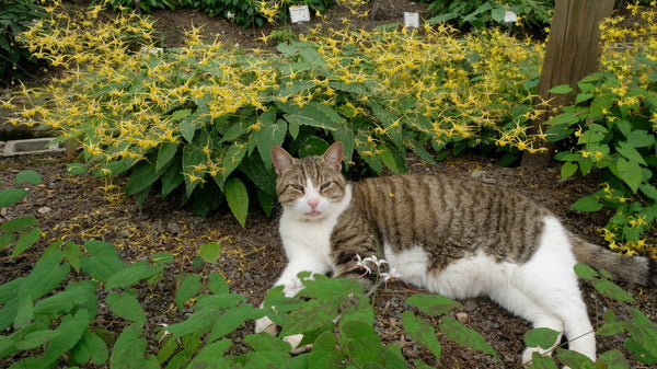 Image of Epimedium 'Golden Angels' taken at Juniper Level Botanic Gdn, NC by JLBG
