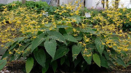 Image of Epimedium 'Golden Angels' taken at Juniper Level Botanic Gdn, NC by JLBG
