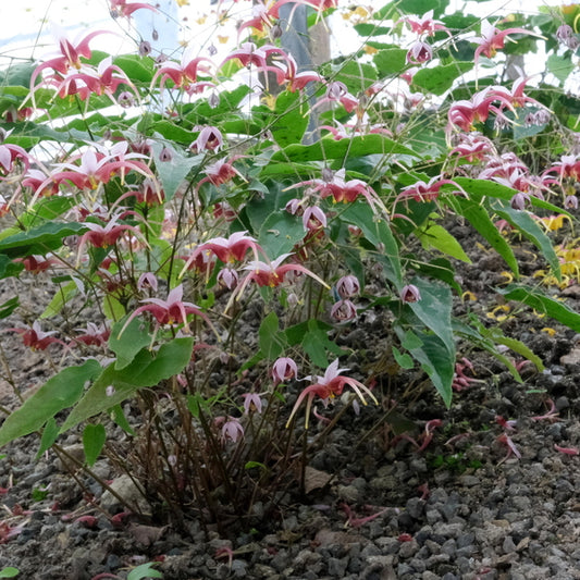 Image of Epimedium 'Hugs and Kisses' taken at Juniper Level Botanic Gdn, NC by JLBG