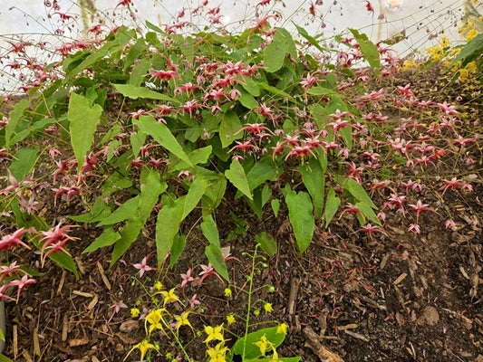 Image of Epimedium 'Hugs and Kisses' taken at Juniper Level Botanic Garden, NC by JLBG