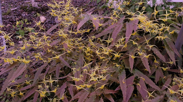 Image of Epimedium 'Ninja Stars' PP 29,744 taken at Juniper Level Botanic Gdn, NC by JLBG