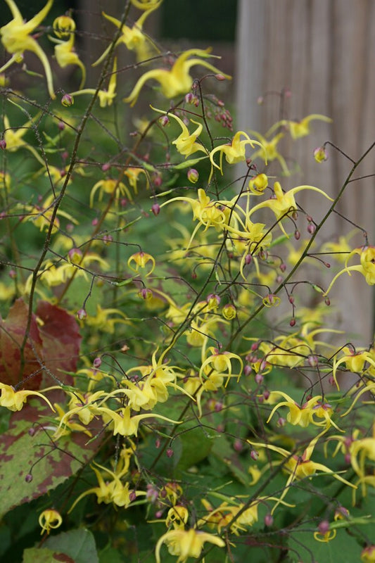 Image of Epimedium 'Old Yeller' taken at Juniper Level Botanic Gdn, NC by JLBG