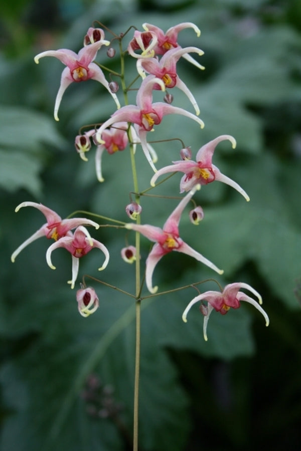 Image of Epimedium 'Pink Champagne' taken at Juniper Level Botanic Gdn, NC by JLBG