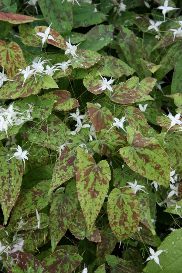 Image of Epimedium 'Splish Splash' taken at Juniper Level Botanic Gdn, NC by JLBG