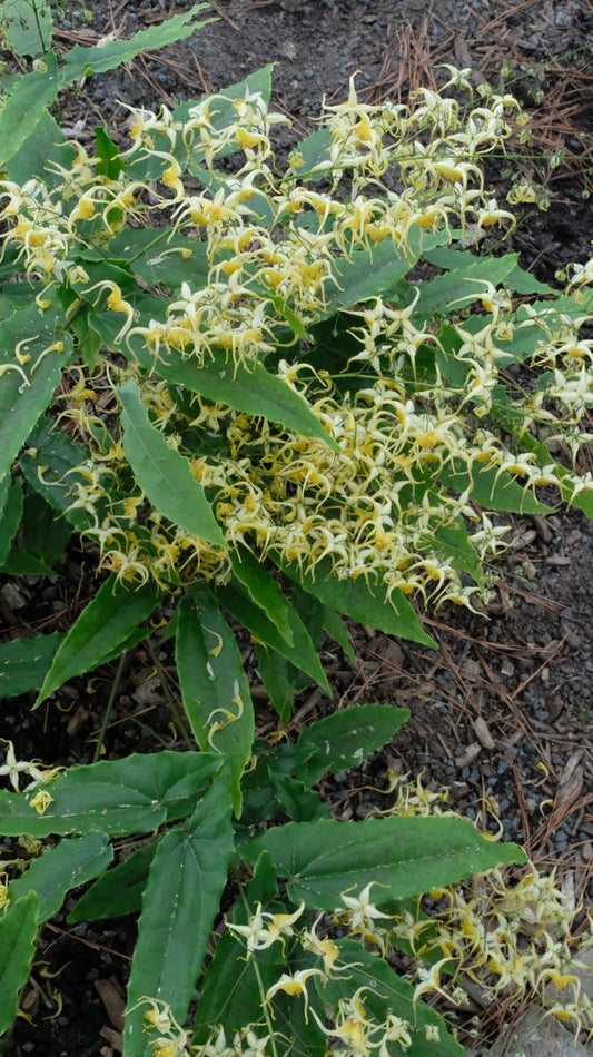 Image of Epimedium 'Spring Sunrise' taken at Juniper Level Botanic Gdn, NC by JLBG
