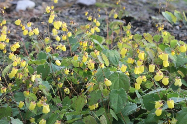 Image of Epimedium 'Sunny and Share'