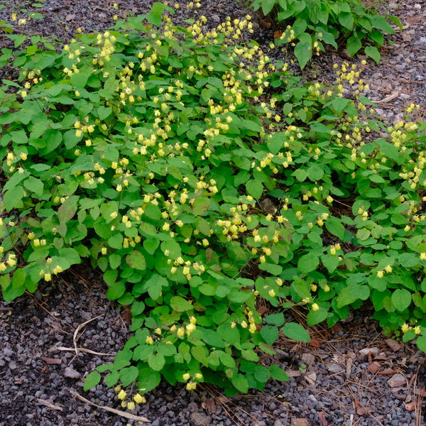 Image of Epimedium 'Sunny and Share' taken at Juniper Level Botanic Gdn, NC by JLBG