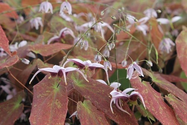 Image of Epimedium acuminatum 'Ruby Shan'