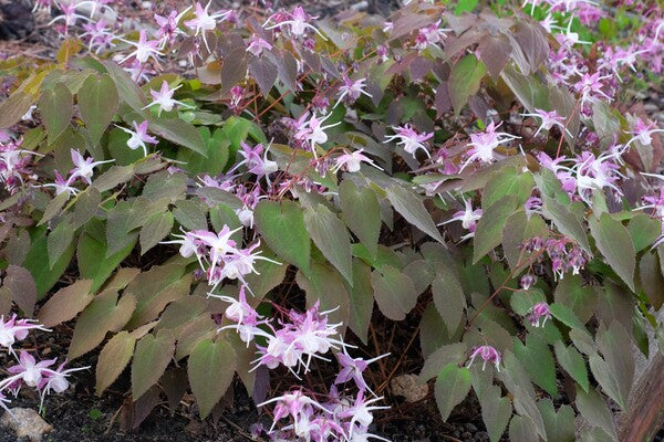 Image of Epimedium grandiflorum 'Dark Beauty' taken at Juniper Level Botanic Gdn, NC by JLBG