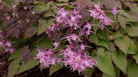 Image of Epimedium grandiflorum 'Dark Beauty' taken at Juniper Level Botanic Gdn, NC by JLBG