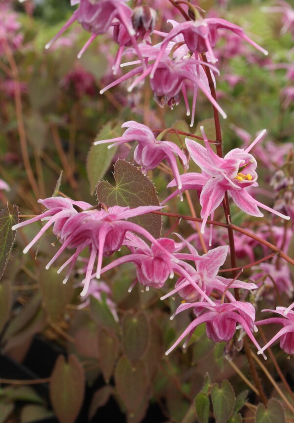 Image of Epimedium grandiflorum 'Pink Parasol'