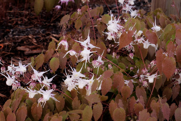 Image of Epimedium grandiflorum 'Silver Queen' taken at Juniper Level Botanic Gdn, NC` by JLBG