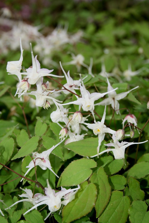 Image of Epimedium grandiflorum 'Silver Queen' taken at Juniper Level Botanic Gdn, NC by JLBG