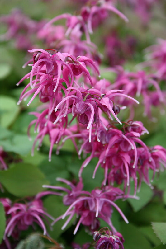 Image of Epimedium grandiflorum 'Yubae' taken at Juniper Level Botanic Gdn, NC by JLBG
