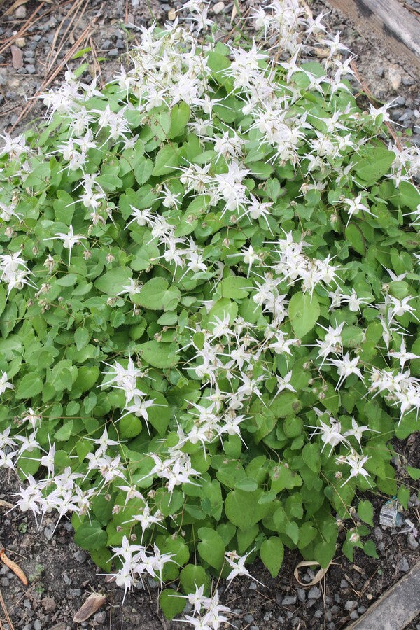 Image of Epimedium grandiflorum var. higoense 'Bandit' taken at Juniper Level Botanic Gdn, NC by JLBG