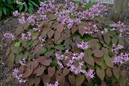 Image of Epimedium grandiflorum var. violaceum 'Bronze Maiden' taken at Juniper Level Botanic Gdn, NC by JLBG