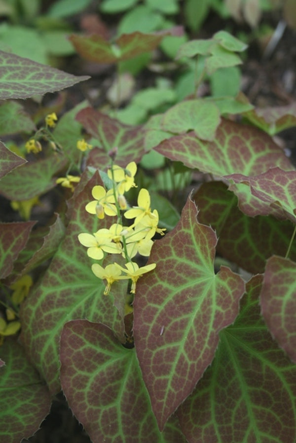 Image of Epimedium x perralchicum 'Frohnleiten' taken at Juniper Level Botanic Gdn, NC by JLBG