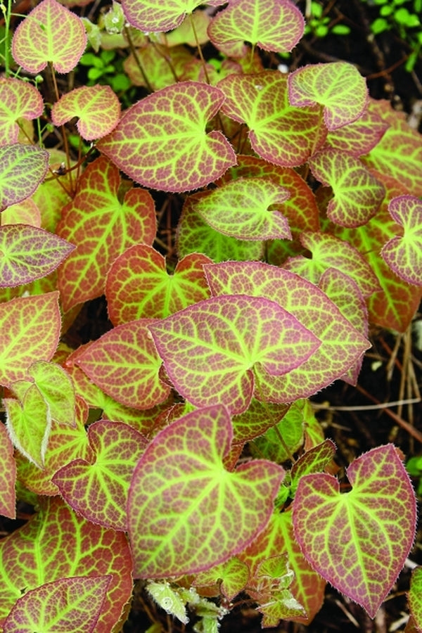 Image of Epimedium x perralchicum 'Frohnleiten' taken at Juniper Level Botanic Gdn, NC by JLBG