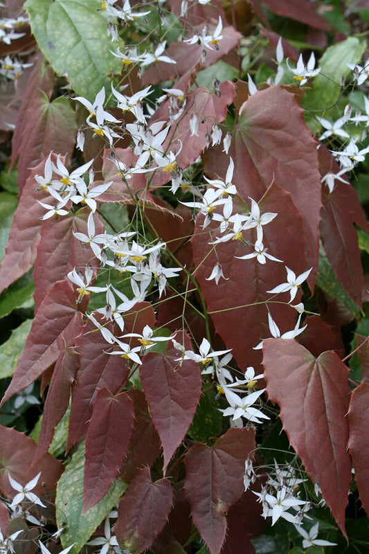 Image of Epimedium pubescens 'Shaanxi Snow' taken at Juniper Level Botanic Gdn, NC by JLBG