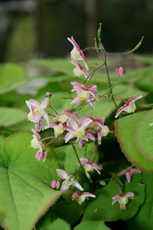 Image of Epimedium x rubrum 'Sweetheart' taken at Juniper Level Botanic Gdn, NC by JLBG