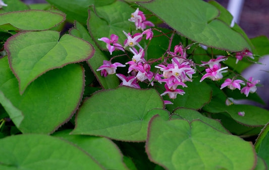 Image of Epimedium x rubrum 'Sweetheart' taken at Juniper Level Botanic Gdn, NC by JLBG