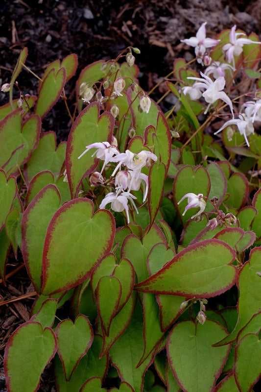 Image of Epimedium sempervirens 'Candy Hearts' taken at Juniper Level Botanic Gdn, NC by JLBG