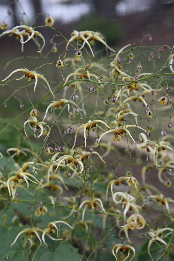 Image of Epimedium sp. 'The Giant' taken at Juniper Level Botanic Gdn, NC by JLBG