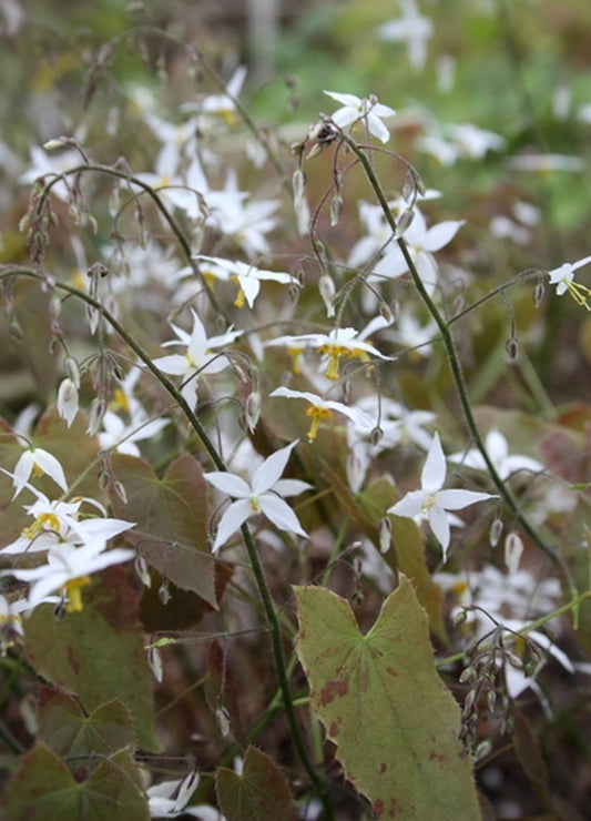 Image of Epimedium stellulatum 'Wudang Star' taken at Juniper Level Botanic Gdn, NC by JLBG