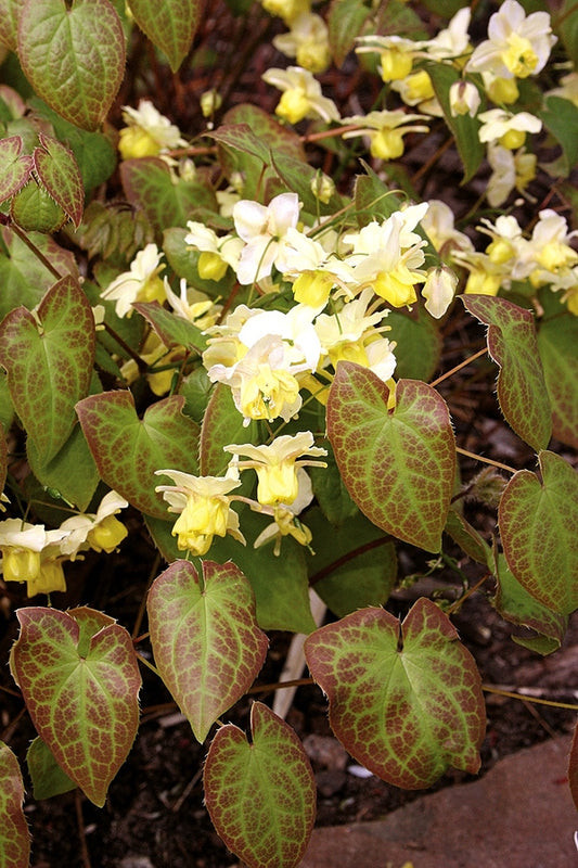 Image of Epimedium x versicolor 'Sulphureum' taken at Juniper Level Botanic Gdn, NC by JLBG