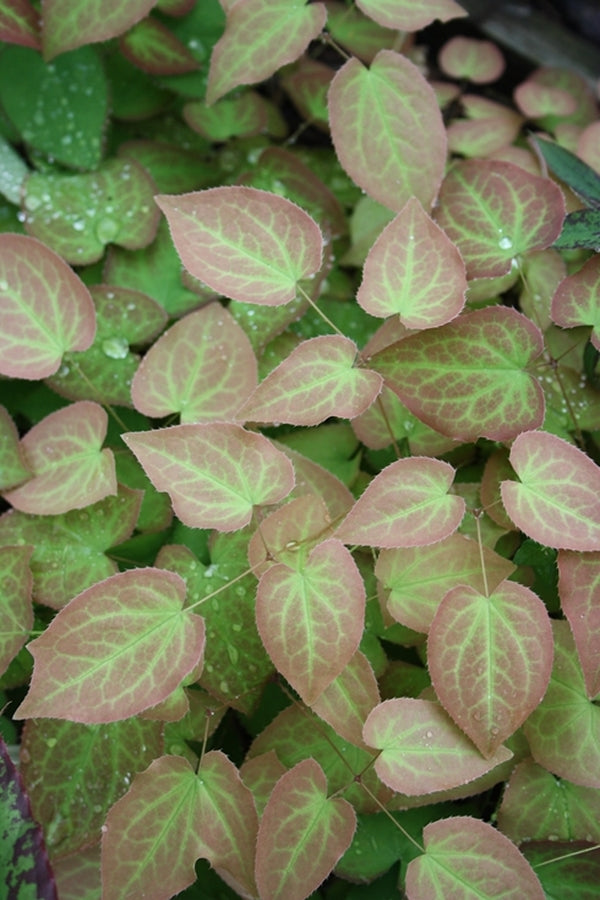 Image of Epimedium x versicolor 'Versicolor' taken at Juniper Level Botanic Gdn, NC by JLBG