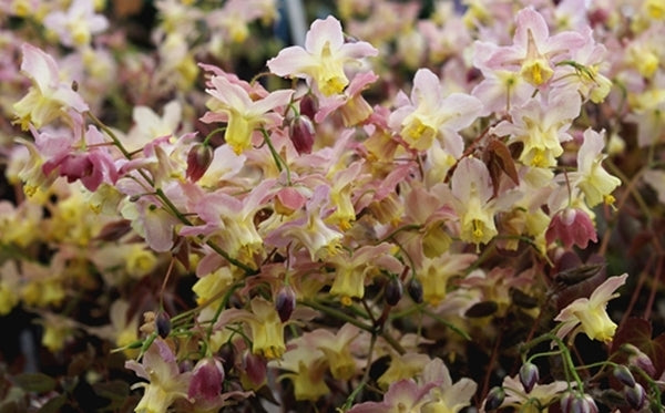Image of Epimedium x versicolor 'Versicolor' taken at Juniper Level Botanic Gdn, NC by JLBG