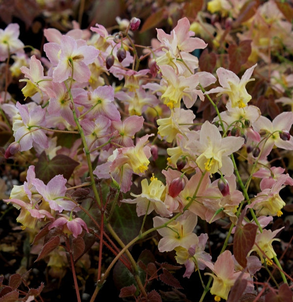 Image of Epimedium x versicolor 'Versicolor' taken at Juniper Level Botanic Gdn, NC