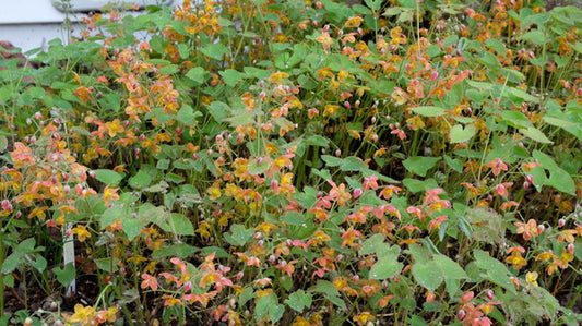 Image of Epimedium x warleyense 'Ellen Willmott' taken at Juniper Level Botanic Gdn, NC by JLBG