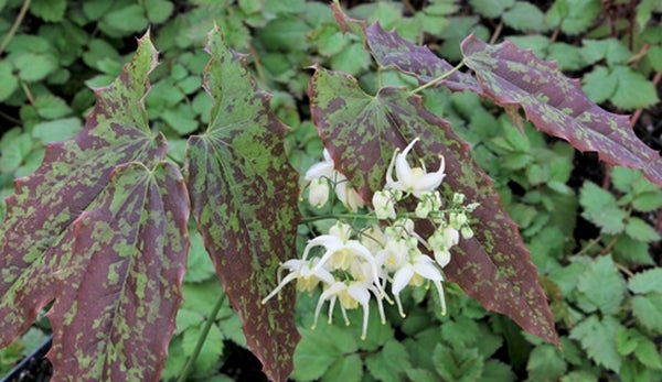 Image of Epimedium wushanense 'Super Mottle' taken at Juniper Level Botanic Gdn, NC by JLBG