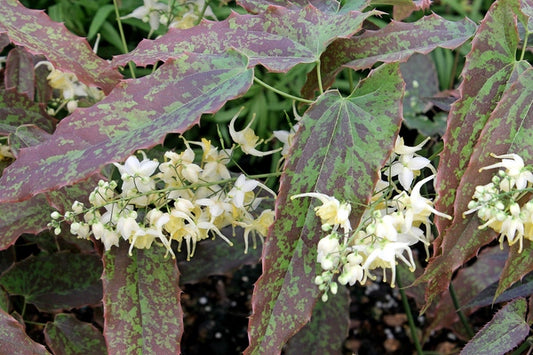 Image of Epimedium wushanense 'Super Mottle' taken at Juniper Level Botanic Gdn, NC by JLBG