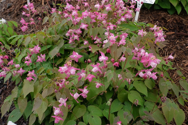 Image of Epimedium x youngianum 'Be My Valentine' taken at Juniper Level Botanic Gdn, NC by JLBG