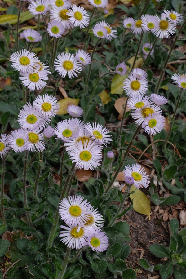 Image of Erigeron pulchellus 'Meadow Muffin' taken at Juniper Level Botanic Gdn, NC by JLBG