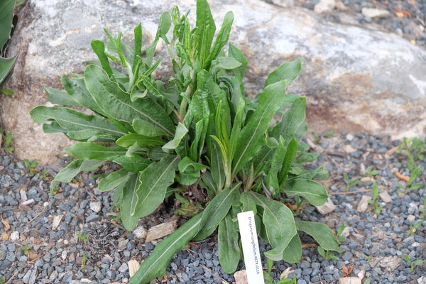 Image of Eriogonum longifolium var. longifolium 'ET' taken at Juniper Level Botanic Gdn, NC by JLBG