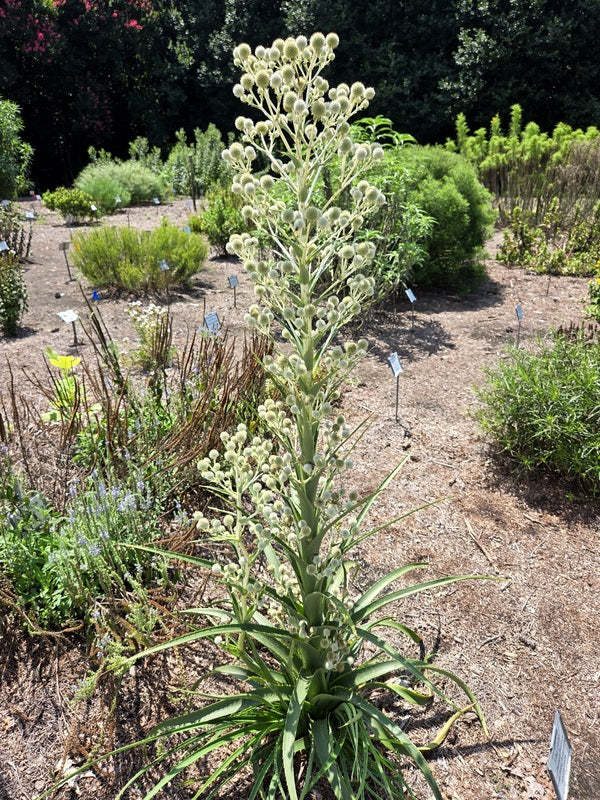 Image of Eryngium eburneum 'La Pampa' taken at Juniper Level Botanic Gdn, NC by JLBG