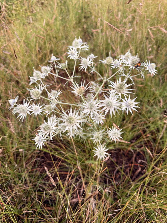 Image of Eryngium heterophyllum 'Marfa' taken at In Situ by P. McMillan