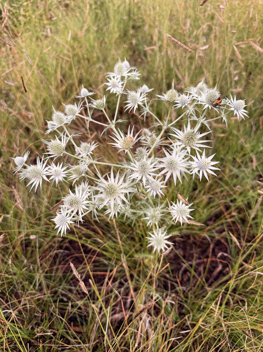 Image of Eryngium heterophyllum 'Marfa' taken at In Situ by P. McMillan