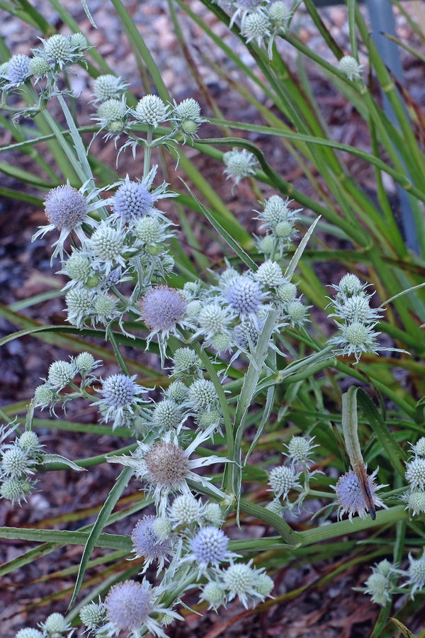 Image of Eryngium ravenelii 'Charleston Blues' taken at Juniper Level Botanic Gdn, NC by JLBG