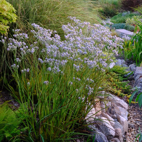 Image of Eryngium ravenelii 'Charleston Blues' taken at Juniper Level Botanic Gdn, NC by JLBG