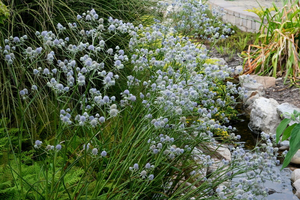Image of Eryngium ravenelii 'Charleston Blues' taken at Juniper Level Botanic Gdn, NC by JLBG