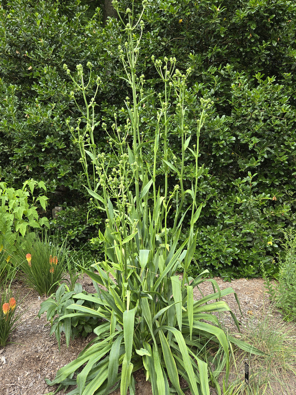 Image of Eryngium yuccifolium 'Berserkley' taken at Juniper Level Botanic Gdn, NC by JLBG