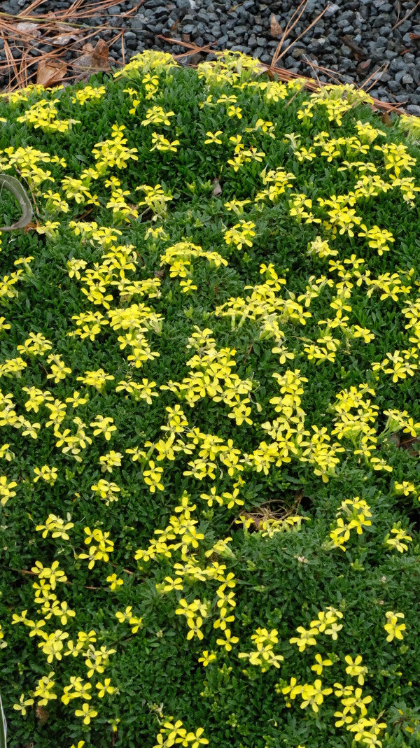 Image of Erysimum pulchellum taken at Juniper Level Botanic Gdn, NC by JLBG